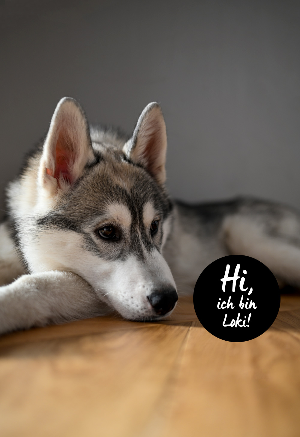 Titanweiß Designagentur Weinviertel Etikettendesign Weingut Julius Klein